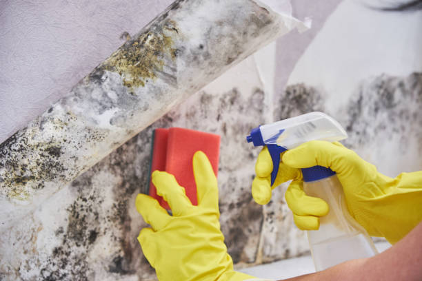 Mold Remediation for Vacation Homes in Wewahitchka, FL